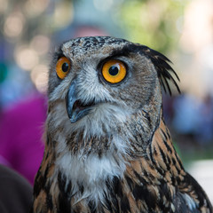 Buff Eurasian Eagle-owl, Birds Theme