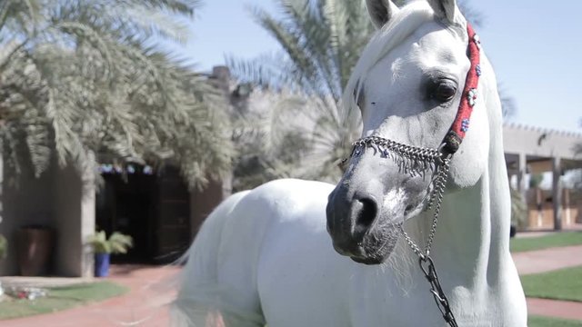 White Arab horse stays on a green meadow