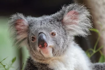 Crédence de cuisine en verre imprimé Koala Koala (Phascolarctos cinereus)