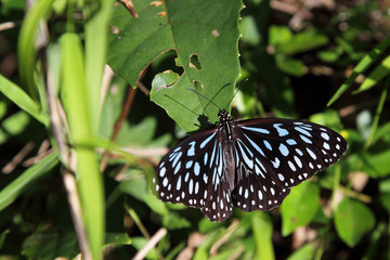 Blue Tiger (Tirumala hamata)