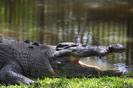 Leistenkrokodil (Crocodylus porosus)