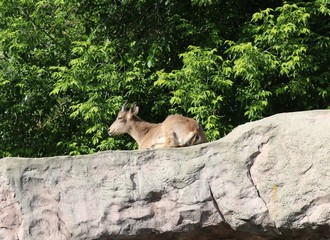 Dagestan and East Caucasian Tur grandparents domestic goats

