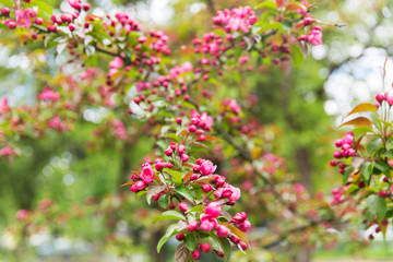 close up of beautiful blooming apple tree branch