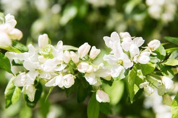 close up of beautiful blooming apple tree branch