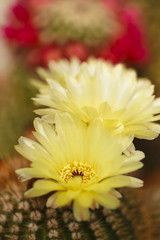 cacti bloom in the greenhouse image with selective focus