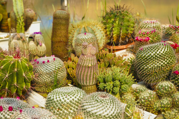 cacti bloom in the greenhouse image with selective focus