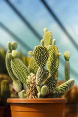cacti bloom in the greenhouse image with selective focus