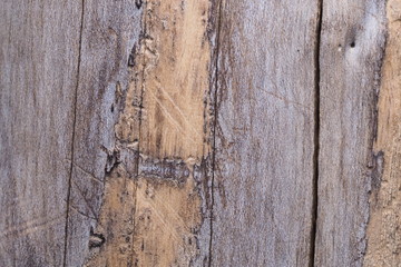 Wood Background  Texture and Abstract /OLYMPUS DIGITAL CAMERA