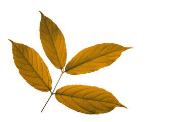 Brown leaves isolated on white background. Clipping path