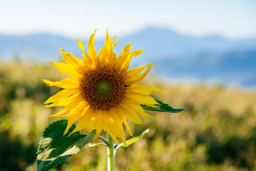 Sunflower and mountain background