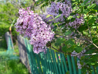 Spring flowers and green wooden fence