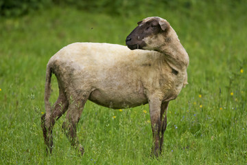 White Sheep