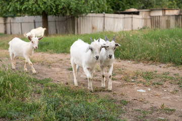 Fototapeta premium Funny goats grazing on a green field