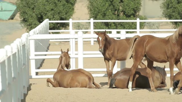 young brown horses in the corral