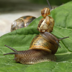 Pyramide d'escargots