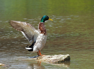 Stockente