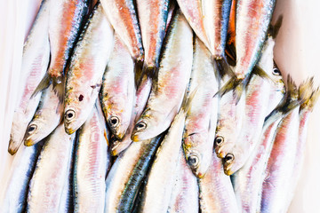 Many caught fish in close-up