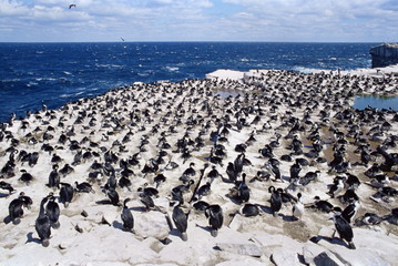 Imperial (king) shags (Phalacrocorax atriceps albiventer), Sea Lion Island, Falkland Islands, South Atlantic