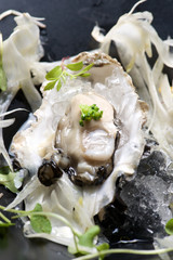Oyster