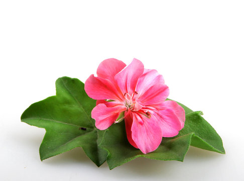 Geranium Pelargonium Flowers