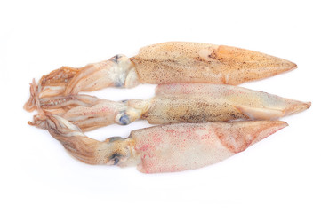 Squid isolated on a white background