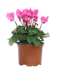 Cyclamen en pot