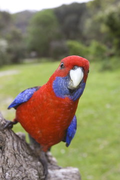 Crimson Rosella, Platycercus elegans, Wilsons Promontory, Victoria