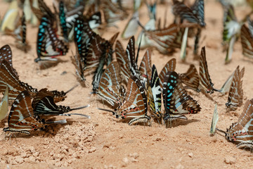 Diversity of butterfly species,Butterfly eating Salt licks on gr