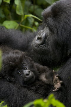 Mountain gorilla (Gorilla gorilla beringei) with her young baby, Rwanda (Congo border)
