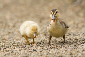 Stockenten-Mischlings-Küken / Mallard hybrid chicks
