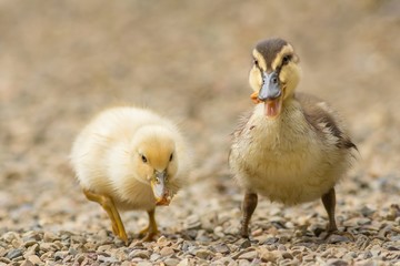 Stockenten-Mischlings-Küken / Mallard hybrid chicks
