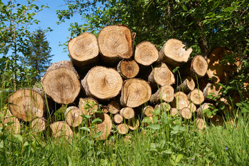 View a pile of cut tree aspen trunks stacked up in a pile.