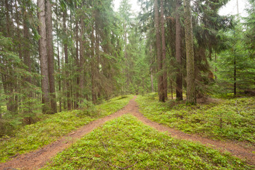 A single alpine path splits in two different directions. It's an