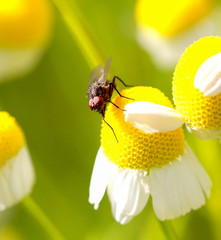 Fly on a Chamomile flower, Macro