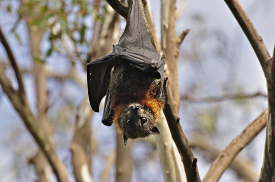 Grey-headed flying fox (Pteropus poliocephalus), Yarra Bend Park, Melbourne, Victoria