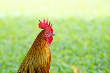 Thai Rooster looking off to the distance