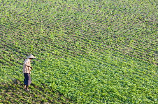 Farmer, Amarapura