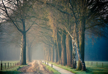 Ochtend gezicht op een bospad