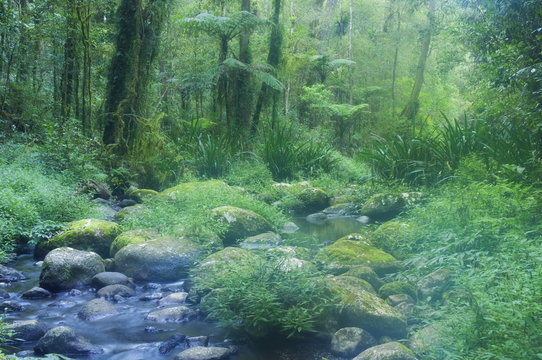 Brindle Creek, Border Ranges National Park, New South Wales