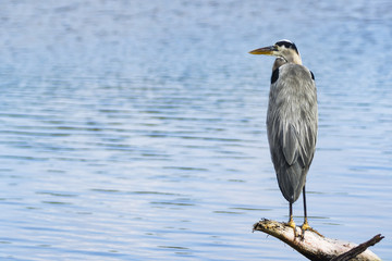 Heron
