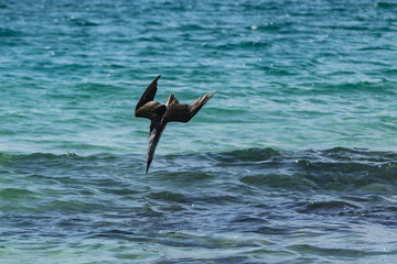 Blue-footed Booby