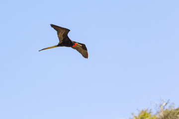 Frigate Bird