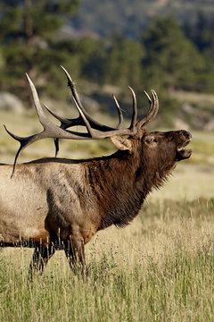 Bull elk (Cervus canadensis) bugling, Rocky Mountain National Park, Colorado