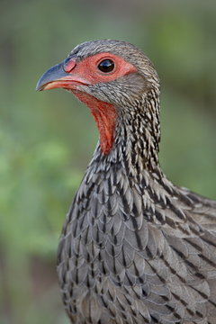Swainson's francolin (Swainson's spurfowl) (Pternistes swainsonii), Kruger National Park