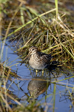 Common snipe (Gallinago gallinago), Arapaho National Wildlife Refuge, Colorado