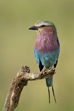 Lilac-breasted roller (Coracias caudata), Serengeti National Park, Tanzania