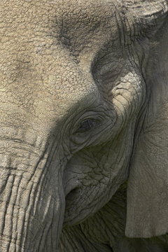 Close-up of face of an African elephant (Loxodonta africana), Serengeti National Park, Tanzania