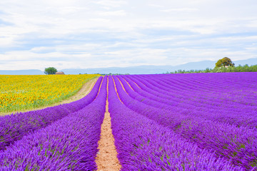 Fototapeta na wymiar Lavender fields near Valensole in Provence, France on sunset
