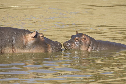 Hippopotamus (Hippopotamus amphibius) mother and baby, Masai Mara National Reserve, Kenya