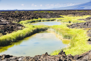 Pond at Isabela